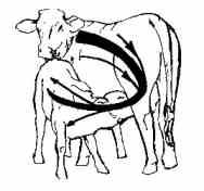colostrum and transfer factor