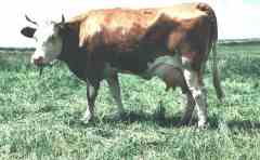 colostrum and transfer factor